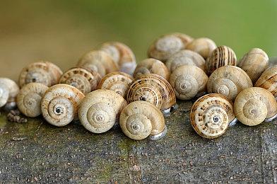 发行商Daedalic开启多人游戏特卖节，《潜渊症》半价骨折