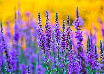 《法老王：新纪元》新预告片 游戏画面大幅度进化